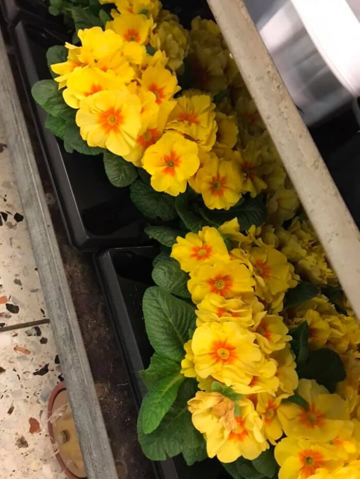 55447001_2513250515392279_5523689561722454016_n